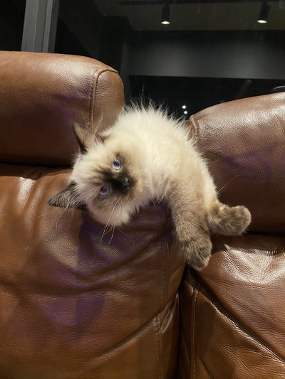 梵天丸くんいろいろ