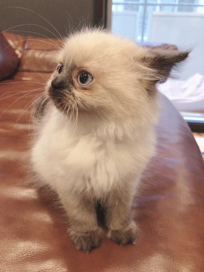 梵天丸くんいろいろ