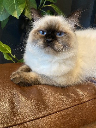 梵天丸くんいろいろ