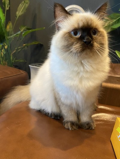 梵天丸くんいろいろ