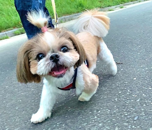 ペット手帳 ベストショット