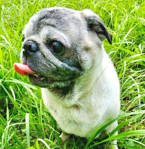 ペット手帳 ベストショット