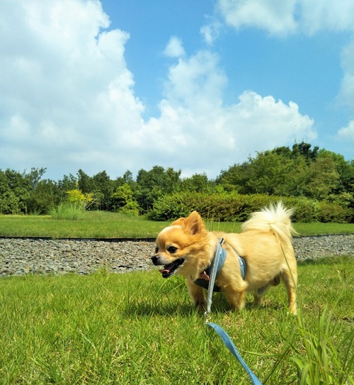 ペット手帳 ベストショット