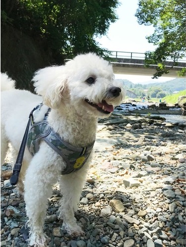 ペット手帳 ベストショット