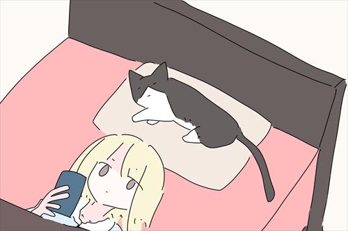 猫