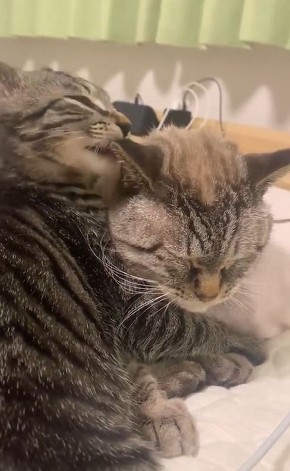 かわいい猫動画