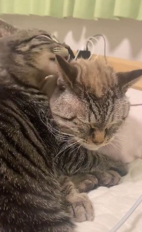 かわいい猫動画