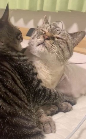 かわいい猫動画