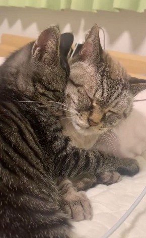 かわいい猫動画