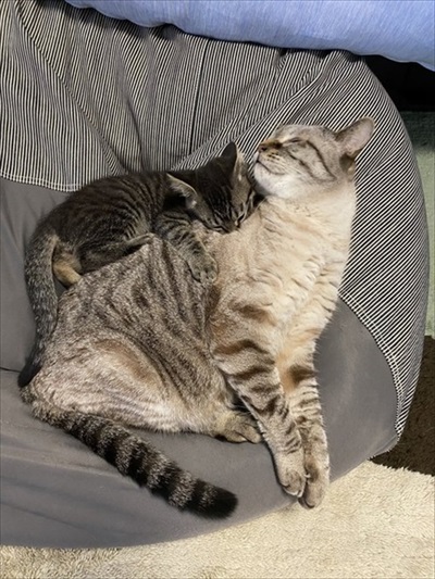 かわいい猫動画