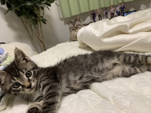 かわいい猫動画