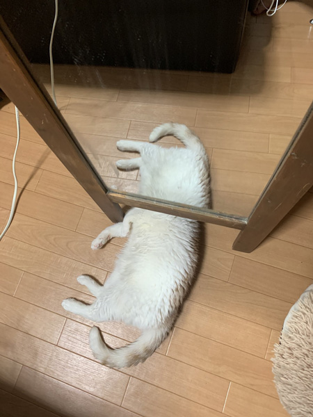 クリーチャー猫ちゃん