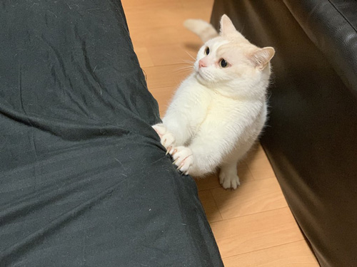 ベストショット猫ちゃん