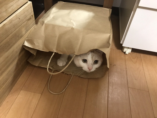 紙袋猫ちゃん