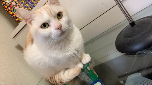 ガラステーブルの上にいる猫ちゃん