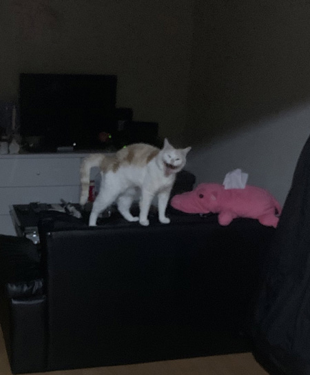 化け猫風味猫ちゃん