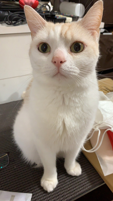 まん丸目の猫ちゃん