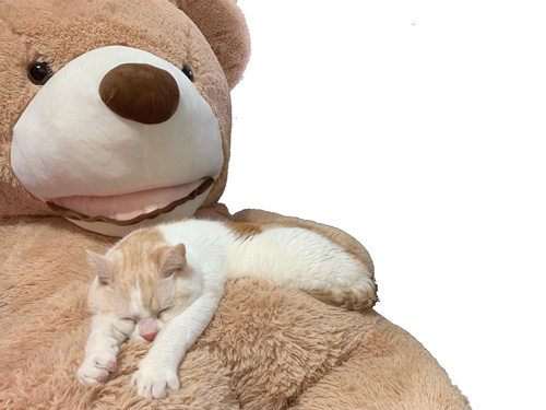 くまと猫ちゃん