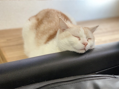 あごのせ猫ちゃん