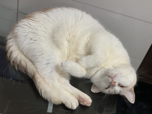 猫ちゃんのお腹