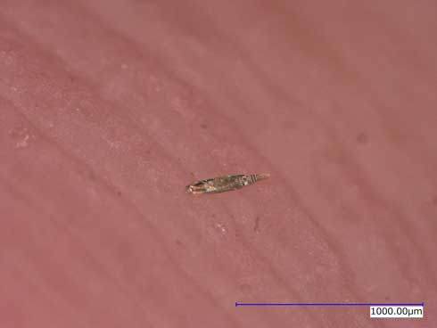 ナノ3Dプリンタ 印刷 極小 戦艦大和 髪の毛 小さい 見えない