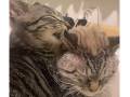 猫きょうだいの“めちゃくちゃかわいい動画”が撮影される　飼い主さんも予想外のラストが癒やし度MAX