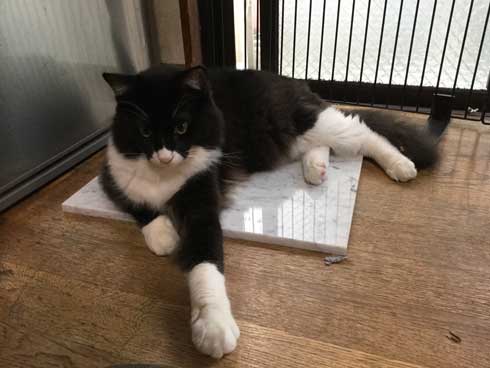 母 いいこと 子猫 めちゃくちゃでかくなってた 成長 ビフォーアフター 澤部渡