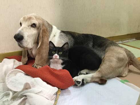 母 いいこと 子猫 めちゃくちゃでかくなってた 成長 ビフォーアフター 澤部渡