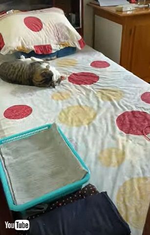 猫カップル