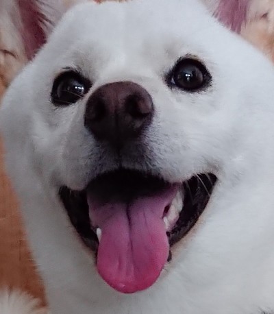 白柴ゆきちゃん ジャーキー ウインク
