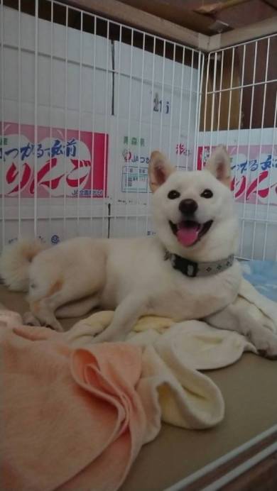 白柴ゆきちゃん ジャーキー ウインク