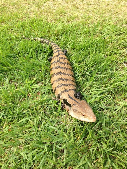 アオジタトカゲ