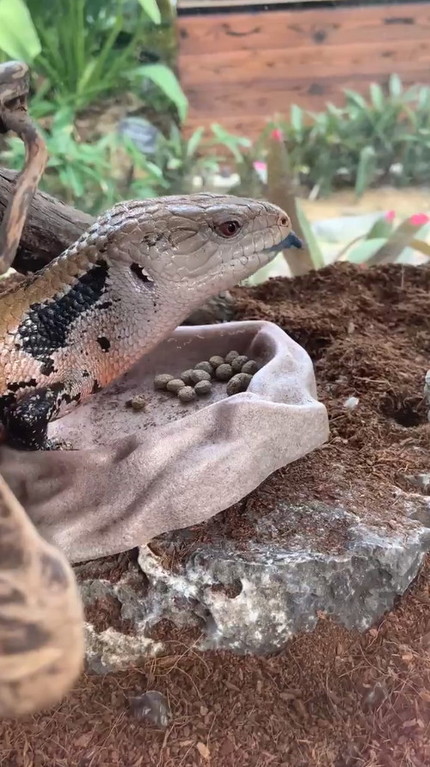 アオジタトカゲ舌出し