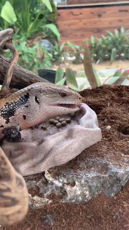 アオジタトカゲ口開け