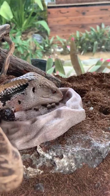 アオジタトカゲ口閉じ