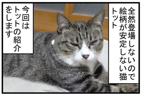 トット（猫）が我が家に来た時の話