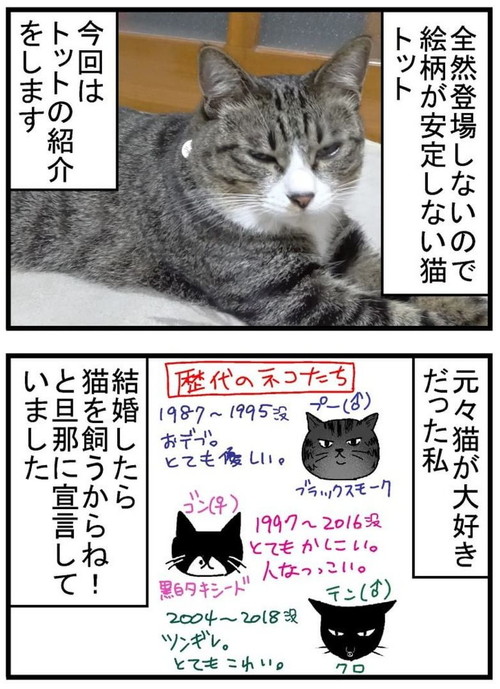 トット（猫）が我が家に来た時の話