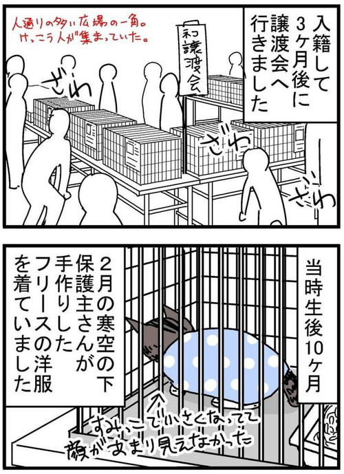 トット（猫）が我が家に来た時の話