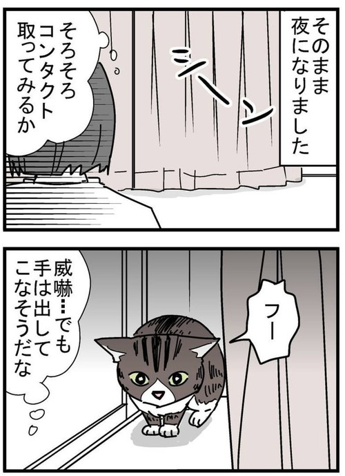 トット（猫）が我が家に来た時の話
