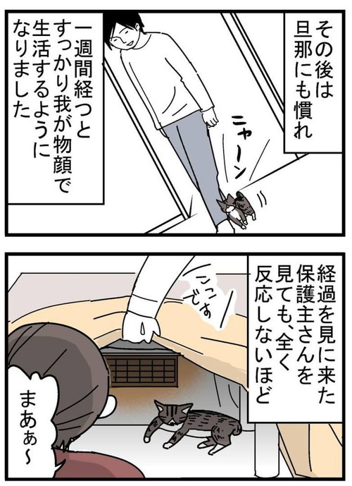 トット（猫）が我が家に来た時の話