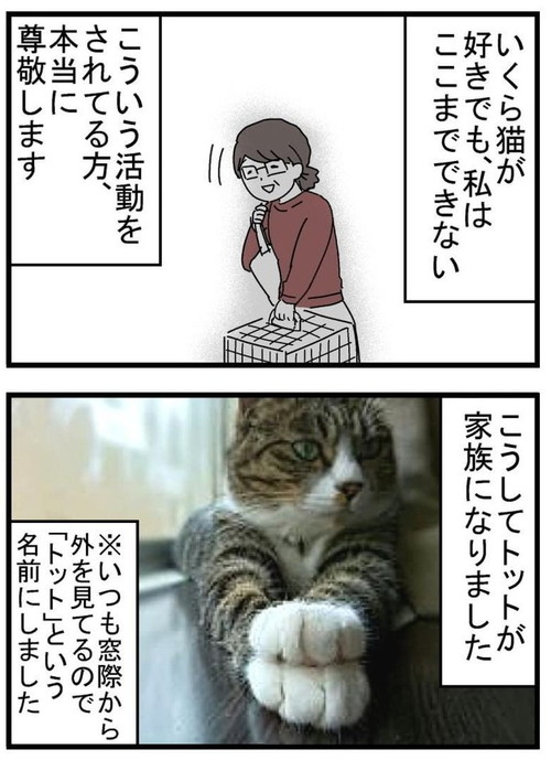 トット（猫）が我が家に来た時の話