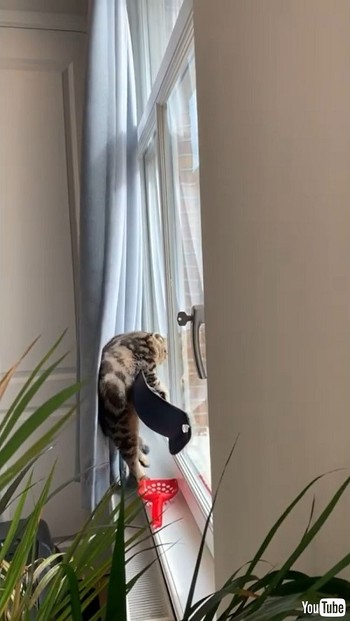 Climbs Cat Hammock
