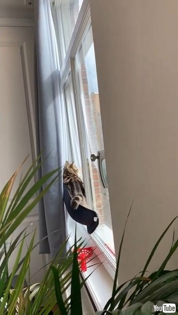 Climbs Cat Hammock