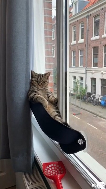 Climbs Cat Hammock