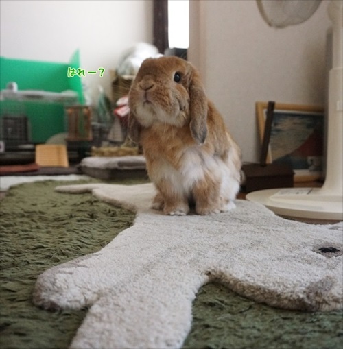 もんじももじじ