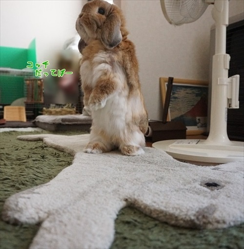 もんじももじじ