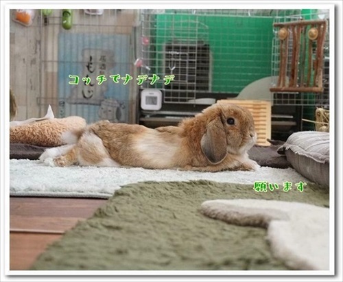 もんじももじじ