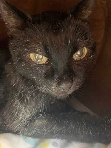 愛猫 クロ 23歳 誕生日 白髪 長生き 黒猫 美人