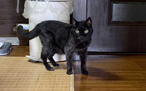 愛猫 クロ 23歳 誕生日 白髪 長生き 黒猫 美人