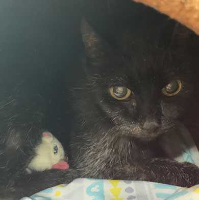 愛猫 クロ 23歳 誕生日 白髪 長生き 黒猫 美人